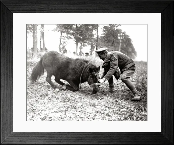 Framed Print : Mascot of the Kings Royal Rifles, Western Front, WW1 Framed Print : Mascot of the Kings Royal Rifles, Western Front, WW1