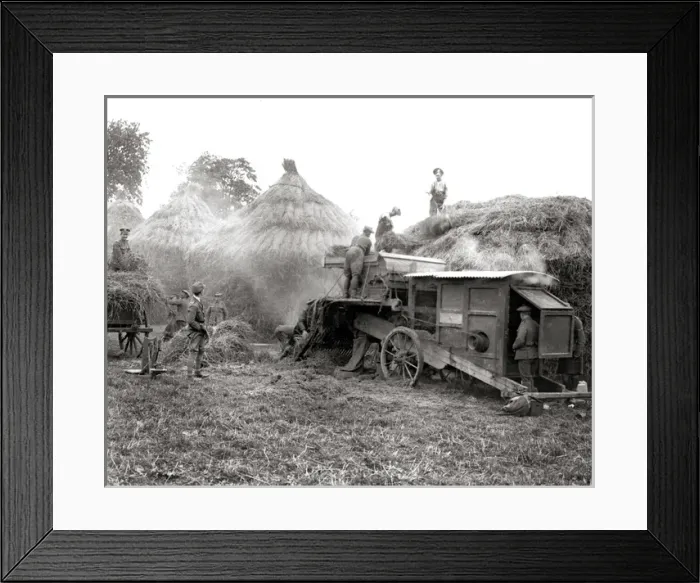 Framed Print : Harvesting scene with soldiers, Western Front, WW1 Framed Print : Harvesting scene with soldiers, Western Front, WW1