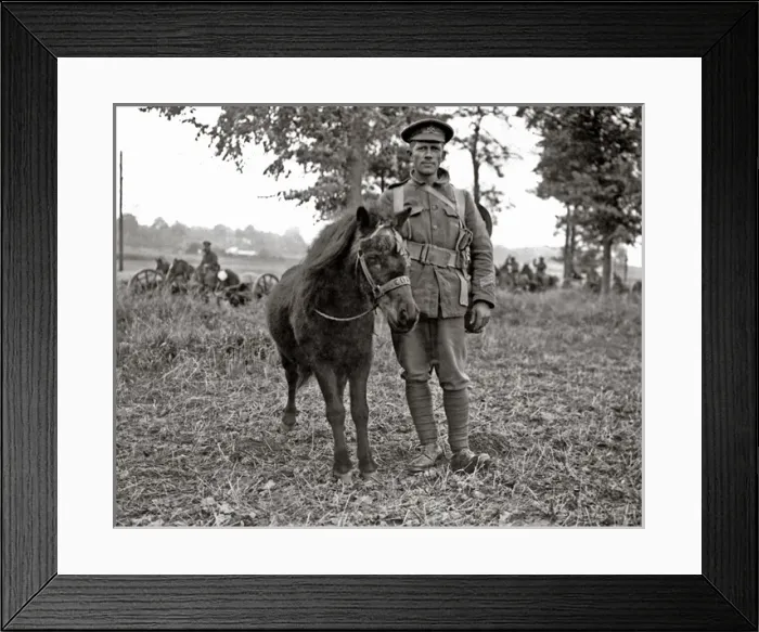 Framed Print : Mascot of the Kings Royal Rifles, Western Front, WW1 Framed Print : Mascot of the Kings Royal Rifles, Western Front, WW1