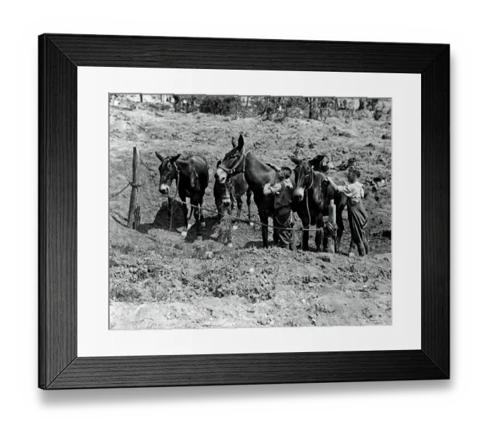 Framed Print : Shell hole used as stable, Western Front, WW1 Framed Print : Shell hole used as stable, Western Front, WW1
