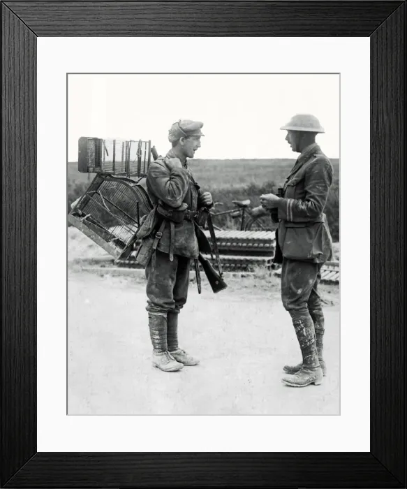 Framed Print : British soldier with birdcages, Western Front, WW1 Framed Print : British soldier with birdcages, Western Front, WW1