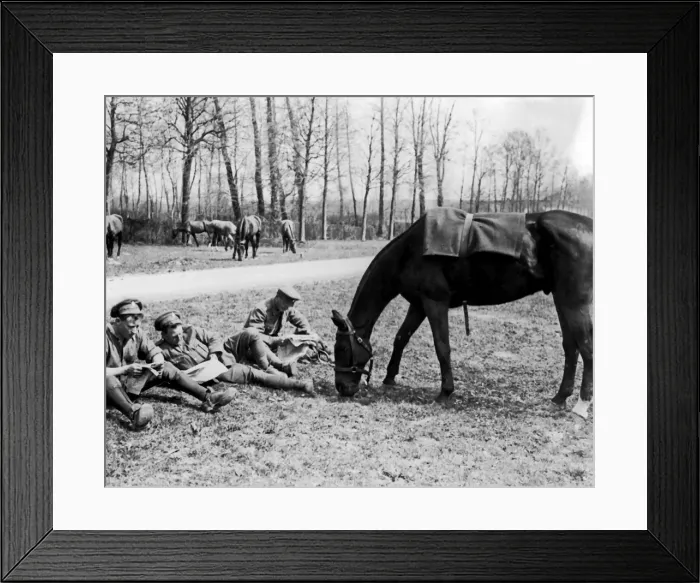 Framed Print : British cavalrymen with grazing horse, Western Front, WW1 Framed Print : British cavalrymen with grazing horse, Western Front, WW1