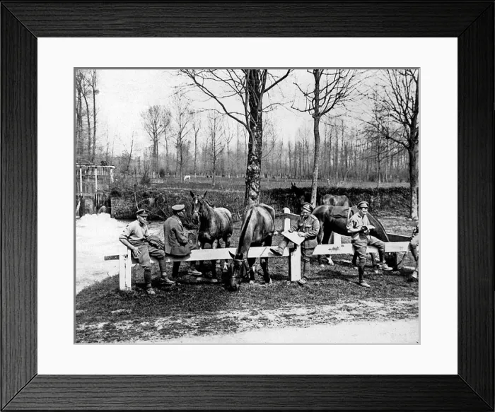 Framed Print : British cavalrymen with grazing horses, Western Front, WW1 Framed Print : British cavalrymen with grazing horses, Western Front, WW1