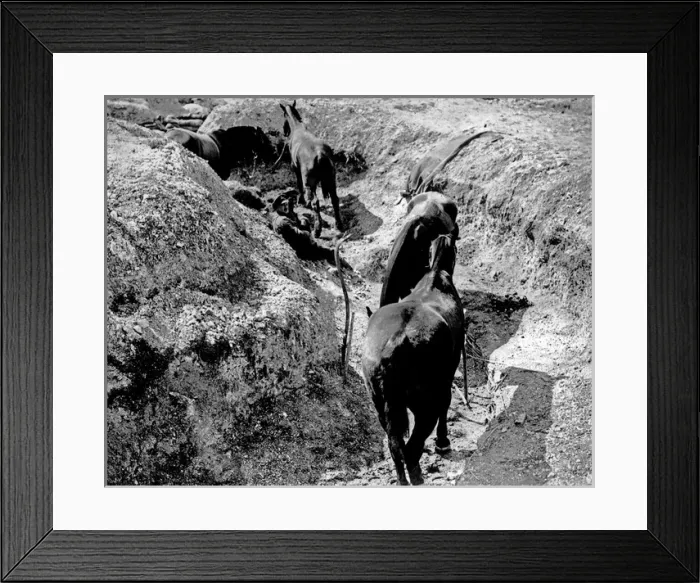 Framed Print : Horses in a trench, Western Front, WW1 Framed Print : Horses in a trench, Western Front, WW1