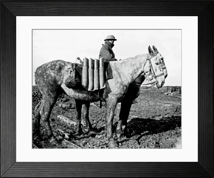 Framed Print : British ammunition transported by mules, WW1 Framed Print : British ammunition transported by mules, WW1
