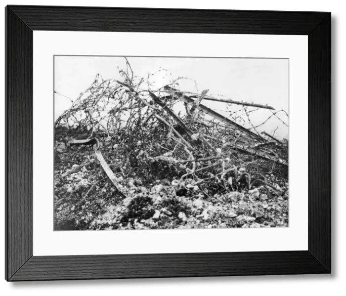 Framed Print : German barbed wire, Western Front, France, WW1 Framed Print : German barbed wire, Western Front, France, WW1