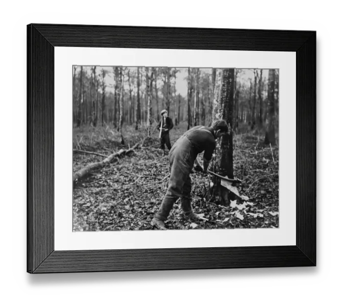Framed Print : British soldier felling tree, Western Front, WW1 Framed Print : British soldier felling tree, Western Front, WW1