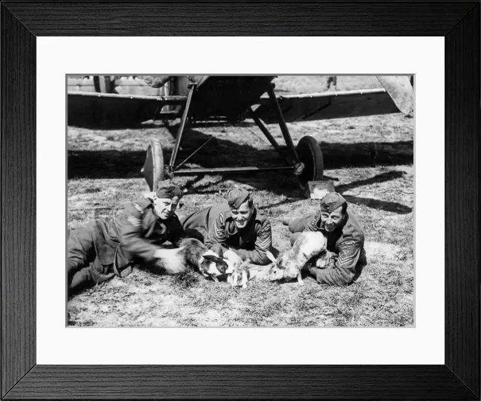 Framed Print : RFC men with pet rabbits, Western Front, France, WW1 Framed Print : RFC men with pet rabbits, Western Front, France, WW1