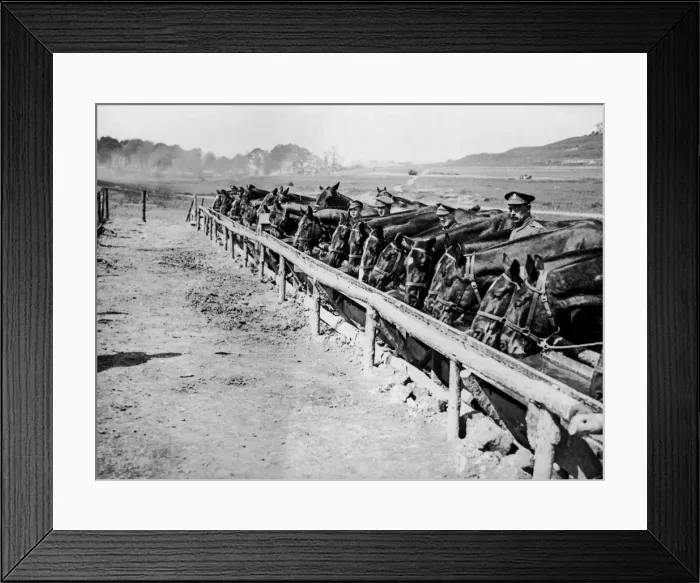 Framed Print : British artillery horses being watered, France, WW1 Framed Print : British artillery horses being watered, France, WW1