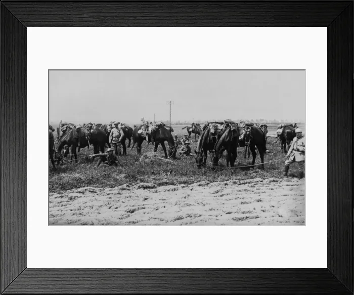 Framed Print : British and French cavalry with horses, Western Front, WW1 Framed Print : British and French cavalry with horses, Western Front, WW1