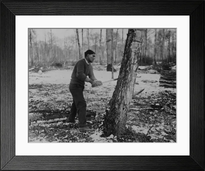 Framed Print : Man felling tree, forest lumber works, Western Front, WW1