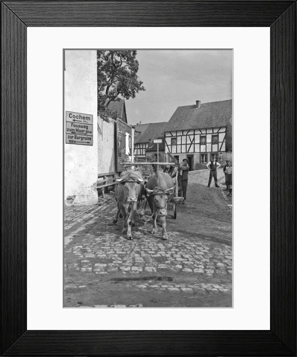 Framed Print : Street scene with oxen, Germany Framed Print : Street scene with oxen, Germany
