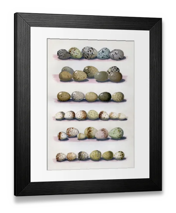 Framed Print : The Eggs of British Birds Framed Print : The Eggs of British Birds