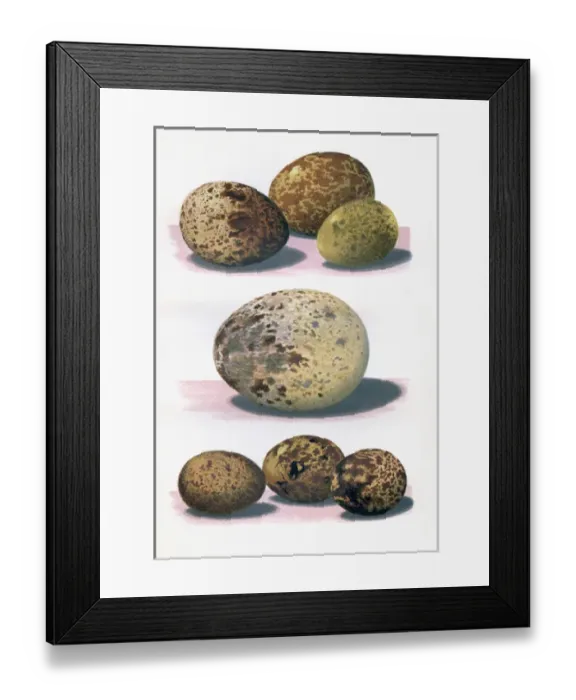 Framed Print : The Eggs of British Birds Framed Print : The Eggs of British Birds