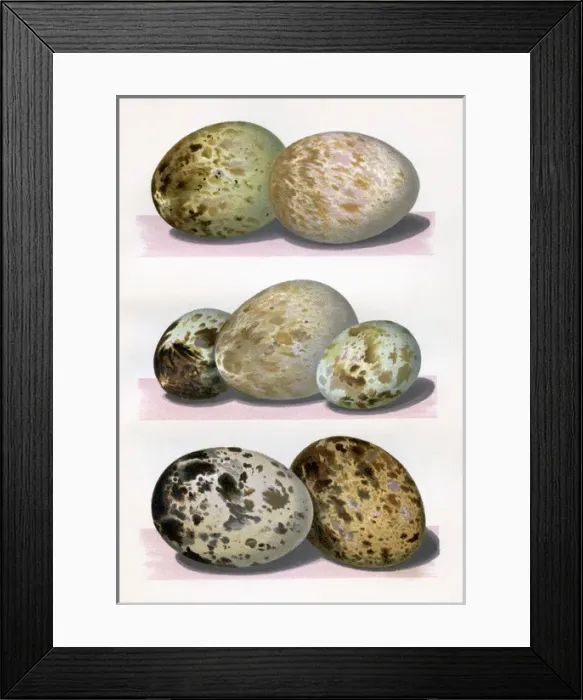 Framed Print : The Eggs of British Birds Framed Print : The Eggs of British Birds