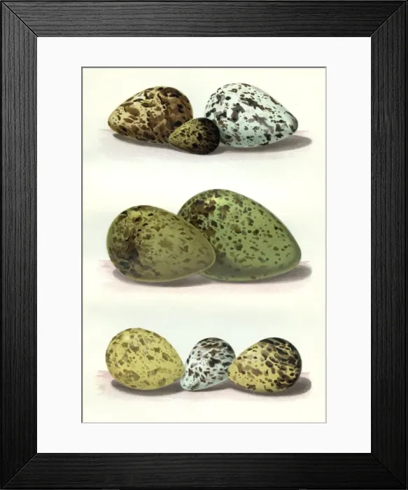 Framed Print : The Eggs of British Birds Framed Print : The Eggs of British Birds