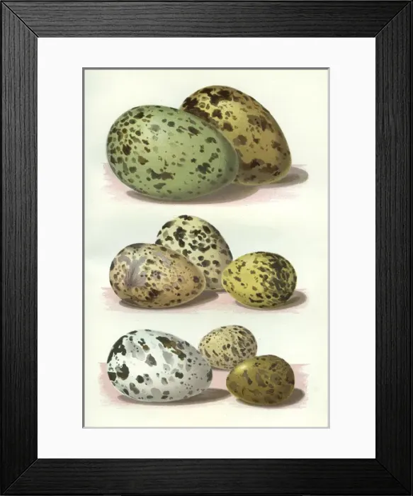 Framed Print : The Eggs of British Birds Framed Print : The Eggs of British Birds