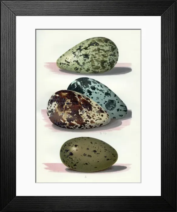 Framed Print : The Eggs of British Birds Framed Print : The Eggs of British Birds