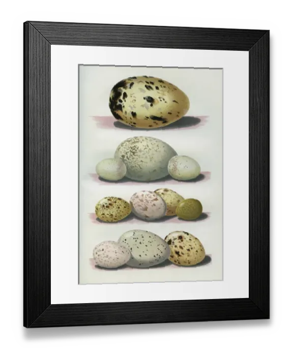 Framed Print : The Eggs of British Birds Framed Print : The Eggs of British Birds
