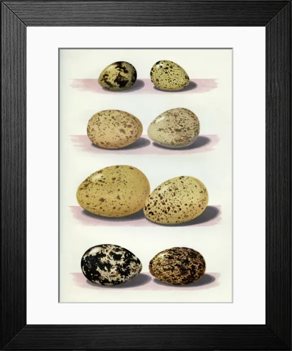 Framed Print : The Eggs of British Birds Framed Print : The Eggs of British Birds