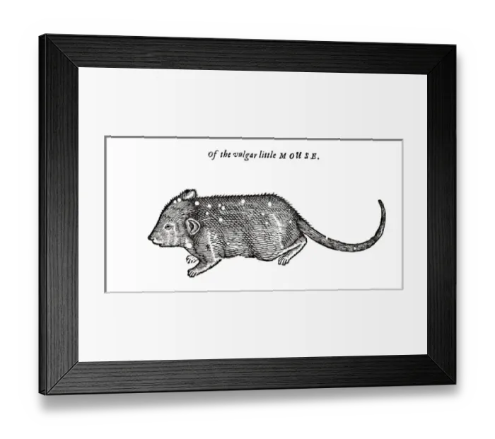 Framed Print : Mouse from Topsells The history of four-footed beasts and serpents Date: 1658 Framed Print : Mouse from Topsells The history of four-footed beasts and serpents Date: 1658