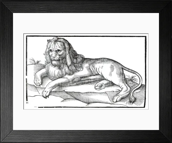 Framed Print : Lion from Topsells The history of four-footed beasts and serpents Date: 1658 Framed Print : Lion from Topsells The history of four-footed beasts and serpents Date: 1658