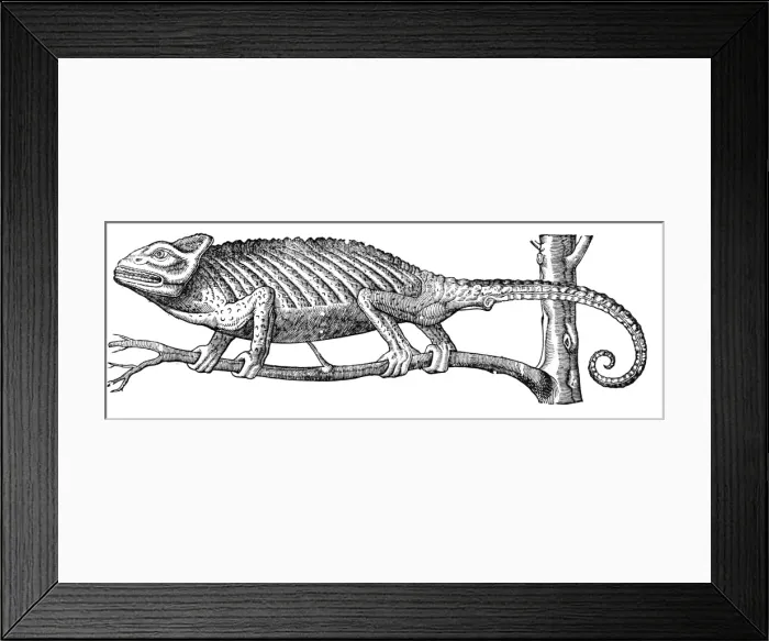 Framed Print : Chameleon from Topsells The history of four-footed beasts and serpents Date: 1658 Framed Print : Chameleon from Topsells The history of four-footed beasts and serpents Date: 1658