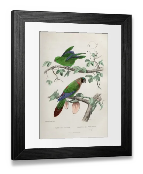 Framed Print : Two species of parrot Framed Print : Two species of parrot