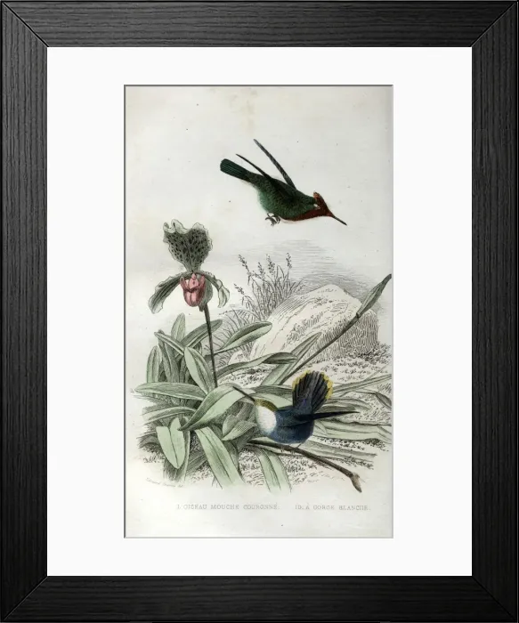 Framed Print : Two species of hummingbirds Framed Print : Two species of hummingbirds