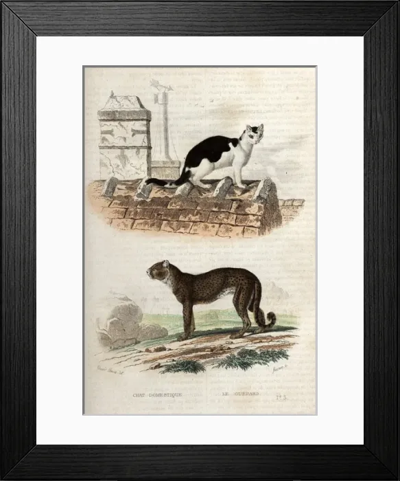 Framed Print : Domestic cat on a roof and a cheetah Framed Print : Domestic cat on a roof and a cheetah