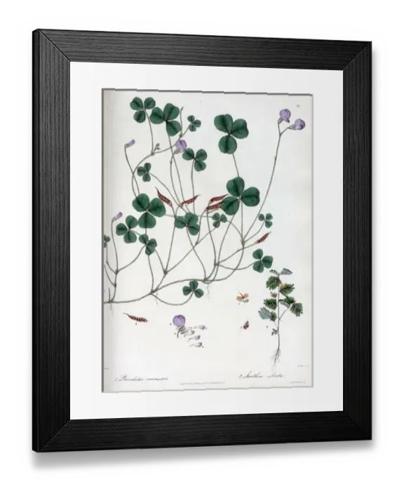 Framed Print : Parochetus ammunis and Smithia ciliata Framed Print : Parochetus ammunis and Smithia ciliata