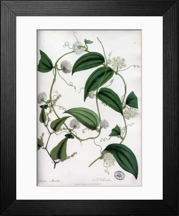 Framed Print : Smilax maculata and Smilax villandia Framed Print : Smilax maculata and Smilax villandia