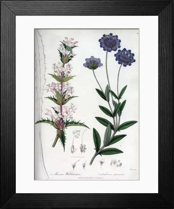 Framed Print : Morian wallichiana and Scabiosa speciosa Framed Print : Morian wallichiana and Scabiosa speciosa