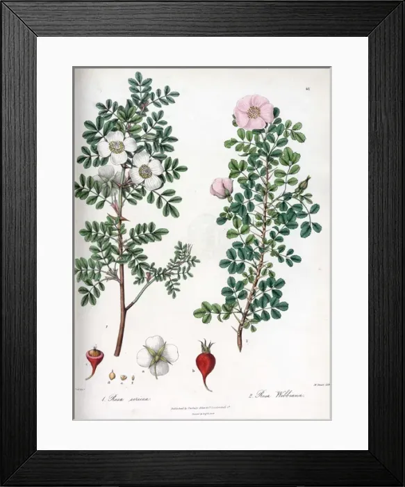 Framed Print : Rosa sericea and Rosa webbiana Framed Print : Rosa sericea and Rosa webbiana
