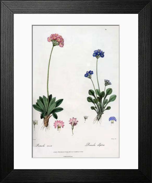 Framed Print : Primula rosea and Primula elliptica Framed Print : Primula rosea and Primula elliptica