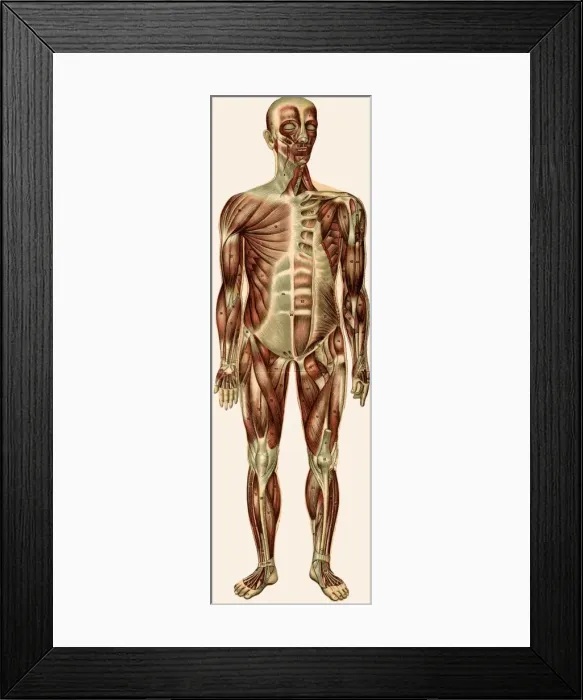 Framed Print : Unfolding male anatomy Framed Print : Unfolding male anatomy