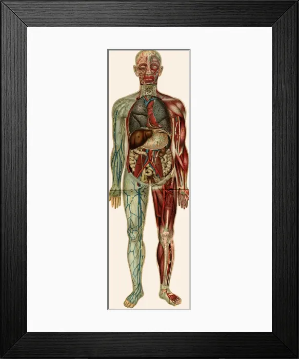 Framed Print : Unfolding male anatomy Framed Print : Unfolding male anatomy