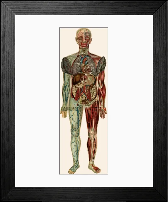 Framed Print : Unfolding male anatomy Framed Print : Unfolding male anatomy