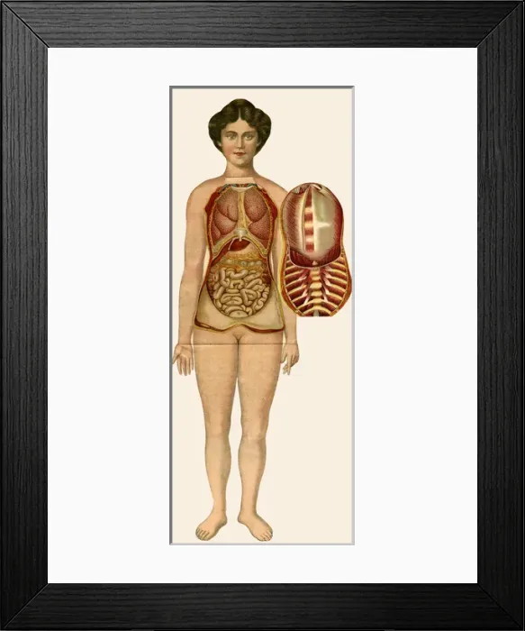 Framed Print : Unfolding female anatomy Framed Print : Unfolding female anatomy