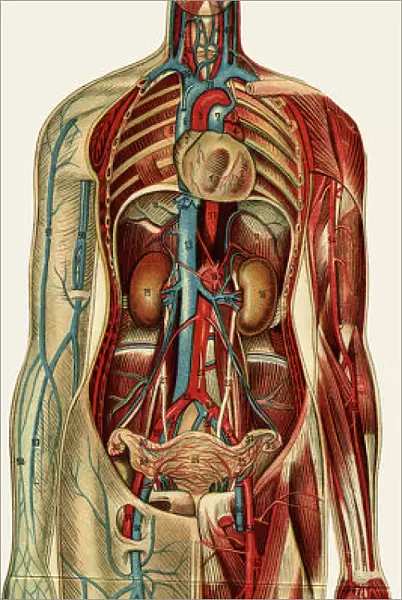 Unfolding female anatomy