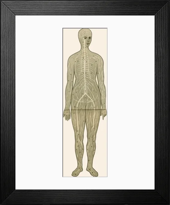 Framed Print : Unfolding female anatomy Framed Print : Unfolding female anatomy
