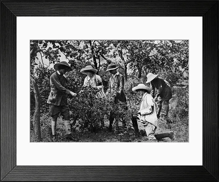 Framed Print : Women picking fruit in Kent during World War One, 1916 Framed Print : Women picking fruit in Kent during World War One, 1916