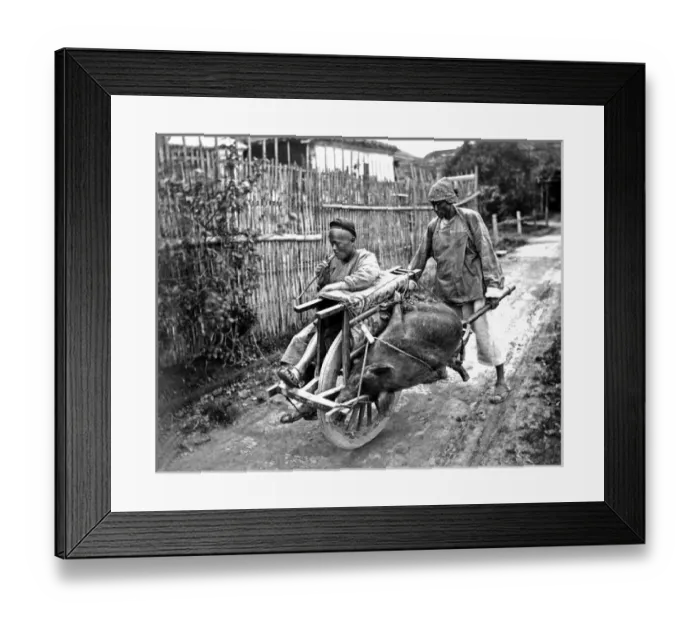 Framed Print : Pig transported by wheelbarrow, China Framed Print : Pig transported by wheelbarrow, China