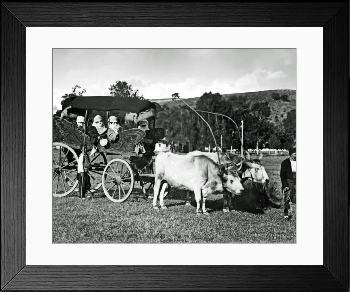 Framed Print : Veiled women in bullock carriage, Turkey Framed Print : Veiled women in bullock carriage, Turkey