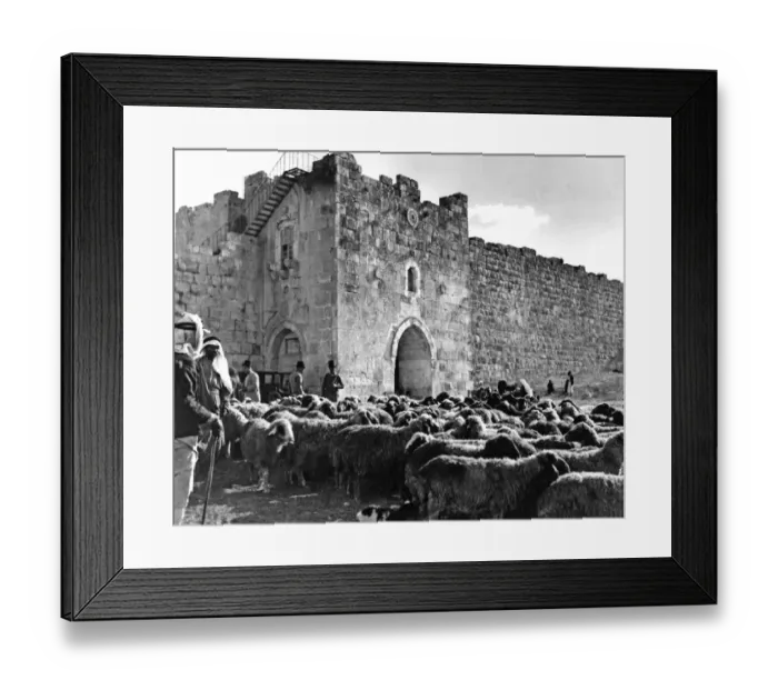Framed Print : Flock of sheep, walls of Jerusalem Framed Print : Flock of sheep, walls of Jerusalem