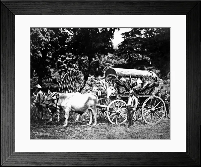 Framed Print : Ox-drawn Turkish carriage, Turkey Framed Print : Ox-drawn Turkish carriage, Turkey