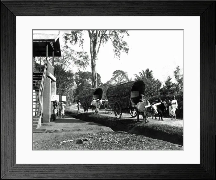 Framed Print : Transporting tea, India Framed Print : Transporting tea, India