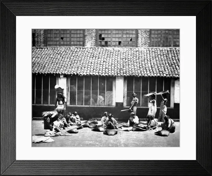 Framed Print : Cleaning and sorting coffee, India Framed Print : Cleaning and sorting coffee, India