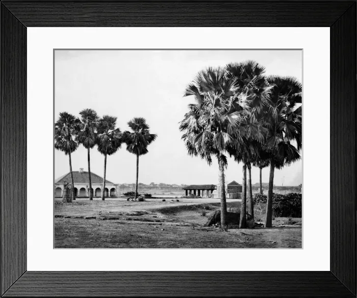 Framed Print : Palm trees, Benares (Varanasi), Uttar Pradesh, India Framed Print : Palm trees, Benares (Varanasi), Uttar Pradesh, India