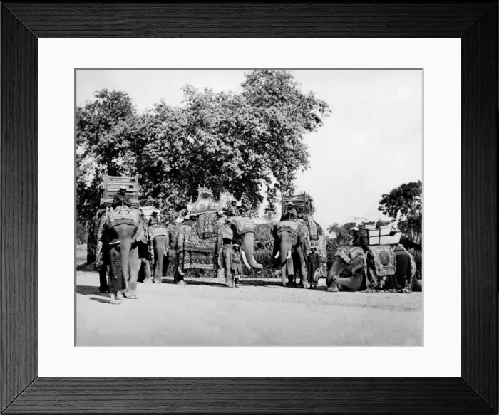 Framed Print : State Elephants of the Viceroy, India Framed Print : State Elephants of the Viceroy, India